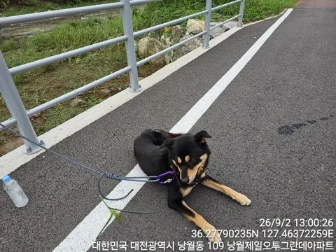 믹스견 · 00150, 가족을 기다리는 강아지
