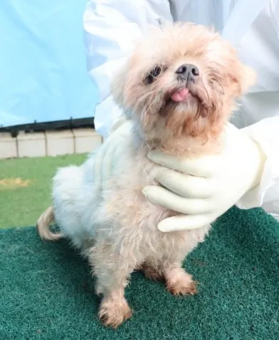 기타 · 02417, 가족을 기다리는 강아지