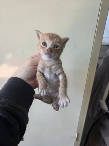 한국 고양이 · 00143, 가족을 기다리는 고양이