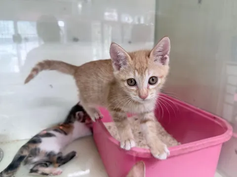 한국 고양이 · 00070, 가족을 기다리는 고양이