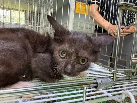 한국 고양이 · 00106, 가족을 기다리는 고양이