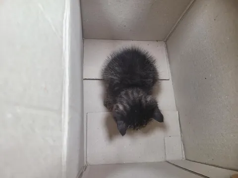 한국 고양이 · 00234, 가족을 기다리는 고양이