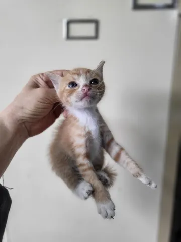 한국 고양이 · 00194, 가족을 기다리는 고양이