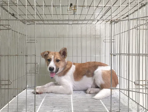 믹스견 · 00382, 가족을 기다리는 강아지