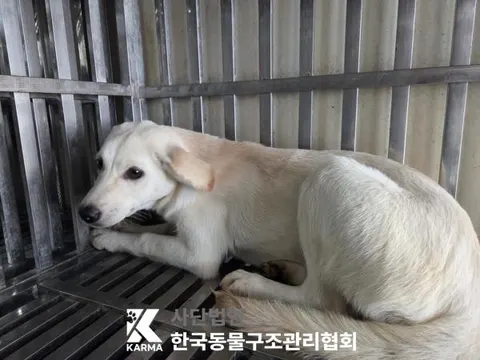 믹스견 · 00631, 가족을 기다리는 강아지