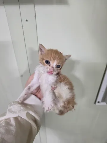 한국 고양이 · 00133, 가족을 기다리는 고양이
