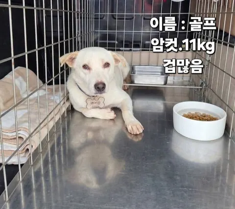 믹스견 · 00273, 가족을 기다리는 강아지
