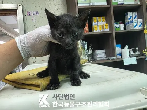 한국 고양이 · 00105, 가족을 기다리는 고양이