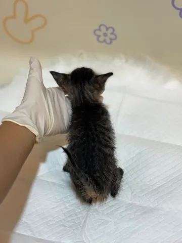 믹스묘 · 00222, 가족을 기다리는 고양이