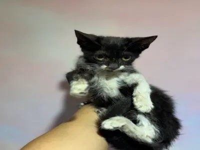 믹스묘 · 00208, 가족을 기다리는 고양이