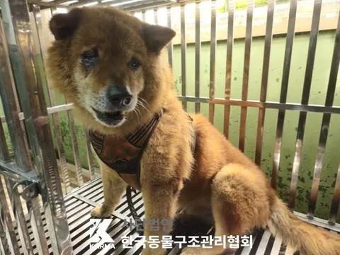 믹스견 · 00102, 가족을 기다리는 강아지