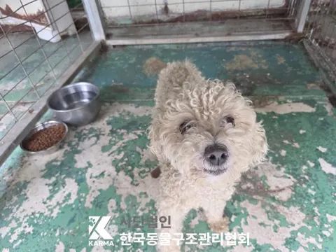 푸들 · 00133, 가족을 기다리는 강아지
