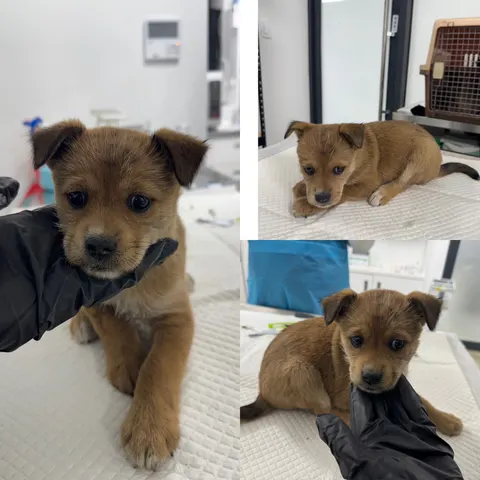 믹스견 · 00496, 가족을 기다리는 강아지