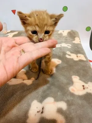 한국 고양이 · 00271, 가족을 기다리는 고양이