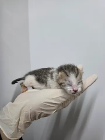 한국 고양이 · 00562, 가족을 기다리는 고양이