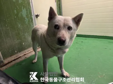 믹스견 · 00126, 가족을 기다리는 강아지