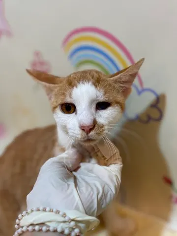 믹스묘 · 00226, 가족을 기다리는 고양이
