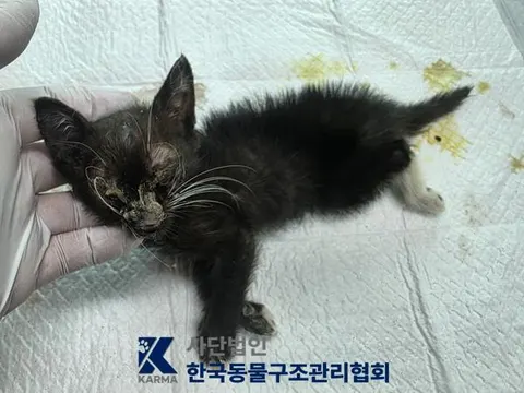 한국 고양이 · 00195, 가족을 기다리는 고양이