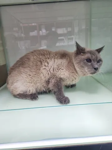 샴 · 00104, 가족을 기다리는 고양이