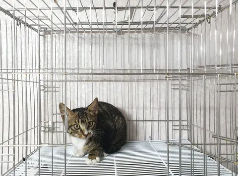 한국 고양이 · 00417, 가족을 기다리는 고양이