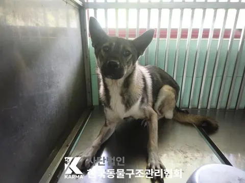 믹스견 · 00594, 가족을 기다리는 강아지