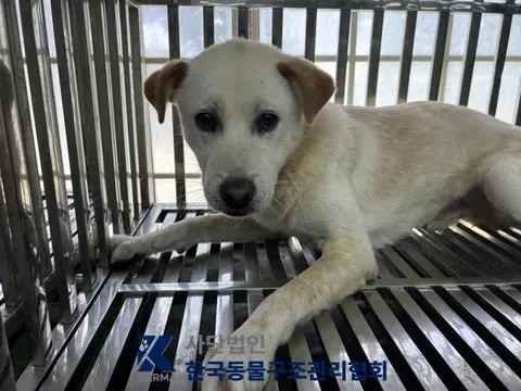 믹스견 · 00663, 가족을 기다리는 강아지