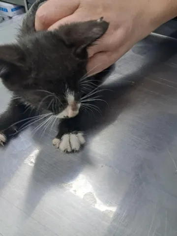 한국 고양이 · 00271, 가족을 기다리는 고양이