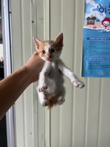 한국 고양이 · 00102, 가족을 기다리는 고양이