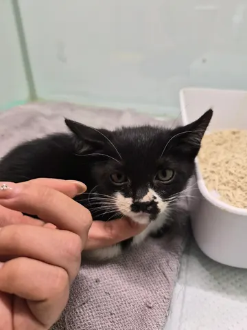 한국 고양이 · 00363, 가족을 기다리는 고양이