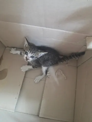 한국 고양이 · 00105, 가족을 기다리는 고양이