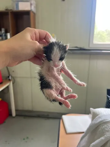 한국 고양이 · 00290, 가족을 기다리는 고양이