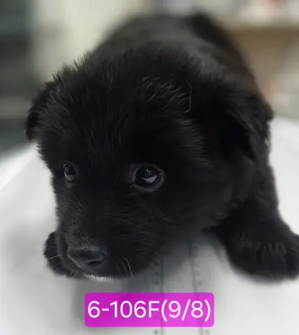 믹스견 · 00105, 가족을 기다리는 강아지