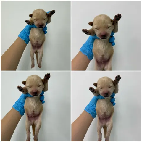 믹스견 · 00436, 가족을 기다리는 강아지