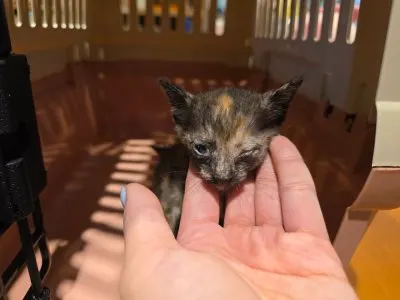 한국 고양이 · 00229, 가족을 기다리는 고양이