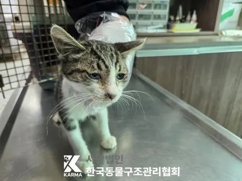 한국 고양이 · 00665, 가족을 기다리는 고양이