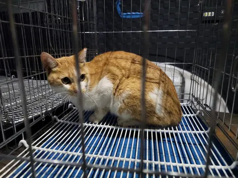한국 고양이 · 00631, 가족을 기다리는 고양이