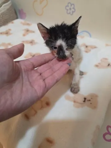 믹스묘 · 00278, 가족을 기다리는 고양이