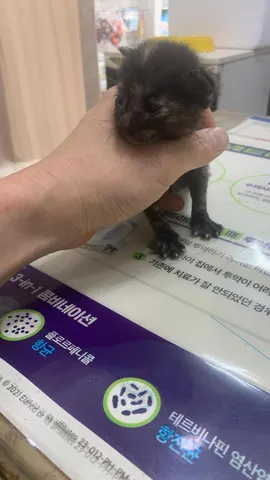 한국 고양이 · 00389, 가족을 기다리는 고양이
