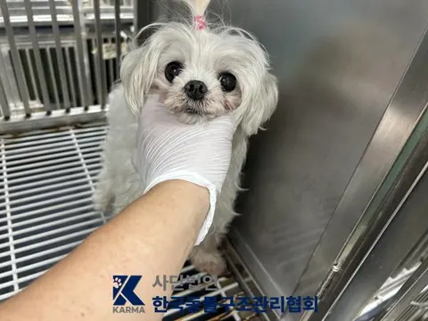 말티즈 · 00109, 가족을 기다리는 강아지