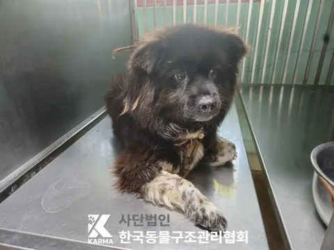 믹스견 · 00654, 가족을 기다리는 강아지