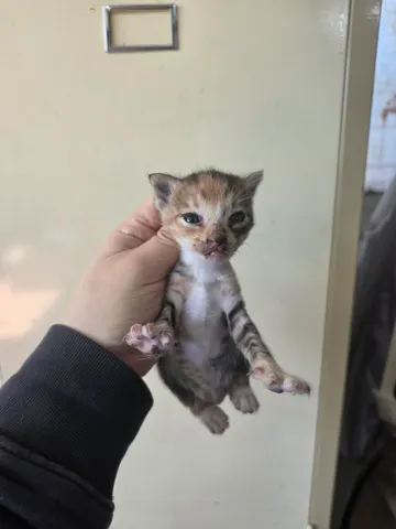 한국 고양이 · 00144, 가족을 기다리는 고양이