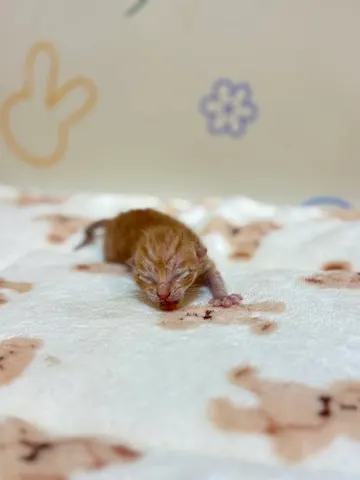 믹스묘 · 00202, 가족을 기다리는 고양이