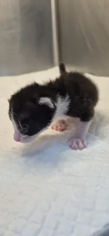 한국 고양이 · 00445, 가족을 기다리는 고양이
