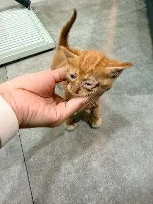 한국 고양이 · 00231, 가족을 기다리는 고양이