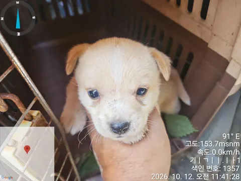 믹스견 · 00281, 가족을 기다리는 강아지