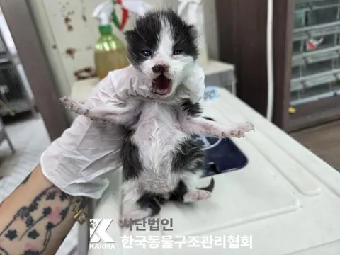 한국 고양이 · 00680, 가족을 기다리는 고양이