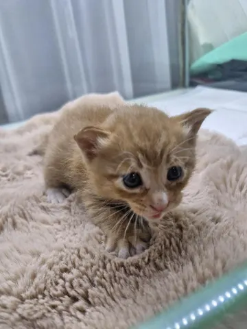 한국 고양이 · 00264, 가족을 기다리는 고양이