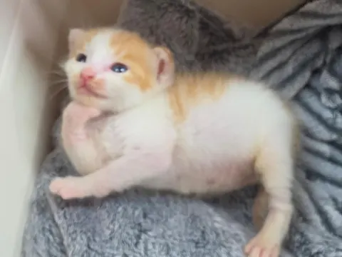 한국 고양이 · 00313, 가족을 기다리는 고양이