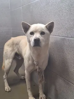진도견 · 00154, 가족을 기다리는 강아지