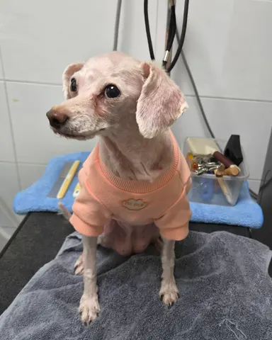 푸들 · 00197, 가족을 기다리는 강아지
